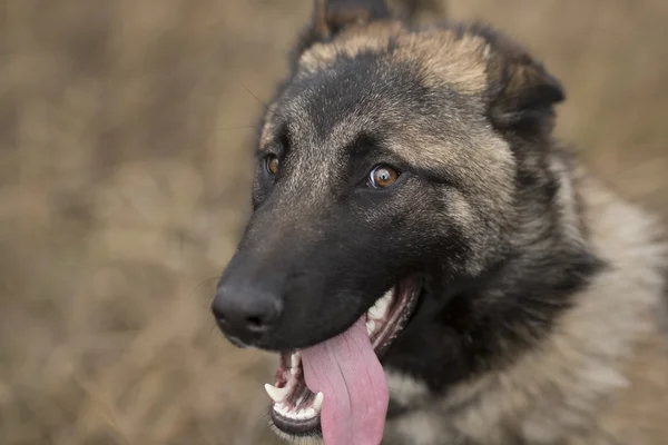 German shepherd close-up — Stock Photo, Image