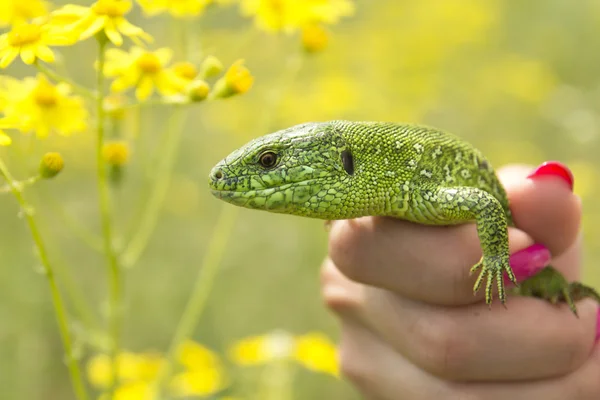 Reptil cojo — Foto de Stock