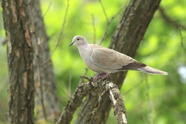 Dove on a dry branch — Stock Photo, Image