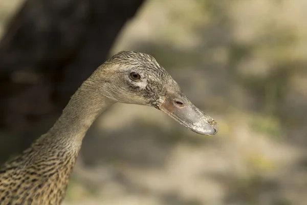 Indian runner ördek