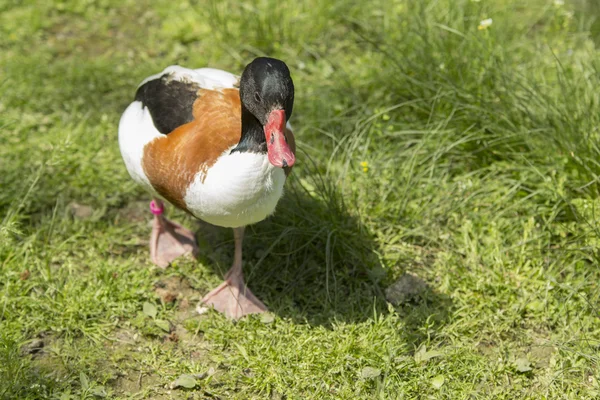 Canard pèlerin — Photo