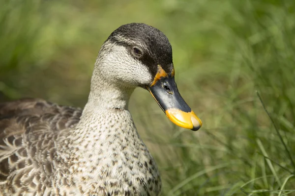 Anatra beccaccia — Foto Stock