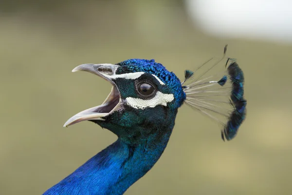 孔雀を悲鳴します。 — ストック写真