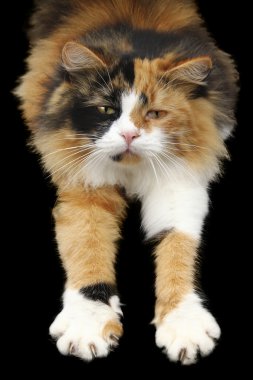 kedi germe