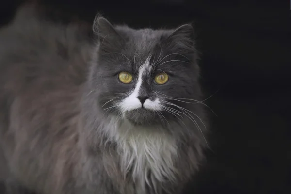 Gato de ojos amarillos — Foto de Stock