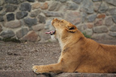 Lioness yawns clipart