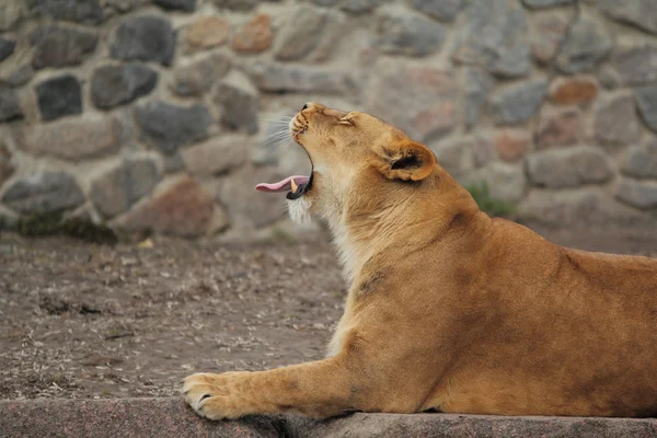 Dişi aslan yawns