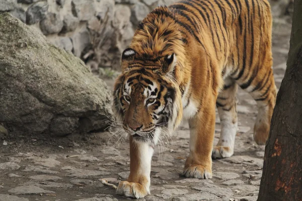 Тигр прогулянки — стокове фото