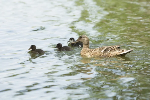 La famille du canard — Photo