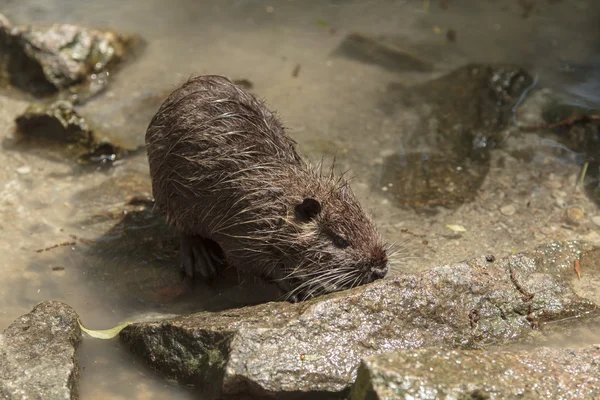 Nutria on the shore