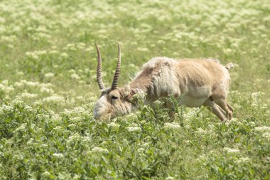 Saiga yiyor
