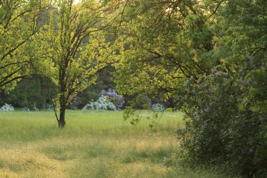 Ahşap akşam ışık