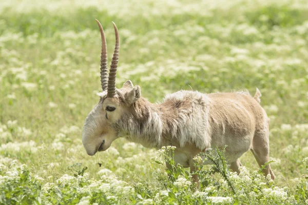 Saiga — Φωτογραφία Αρχείου