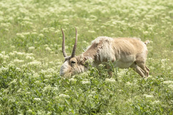 Saiga yiyor — Stok fotoğraf