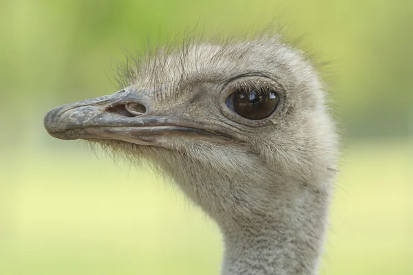 Retrato de avestruz femenino —  Fotos de Stock