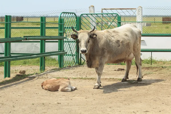 Cow and calf — Stock Photo, Image