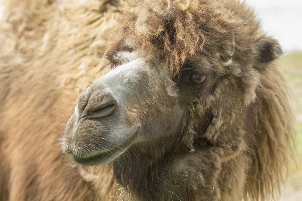 Membras de camello —  Fotos de Stock