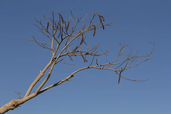 Drzewo bean chleba świętojańskiego — Zdjęcie stockowe