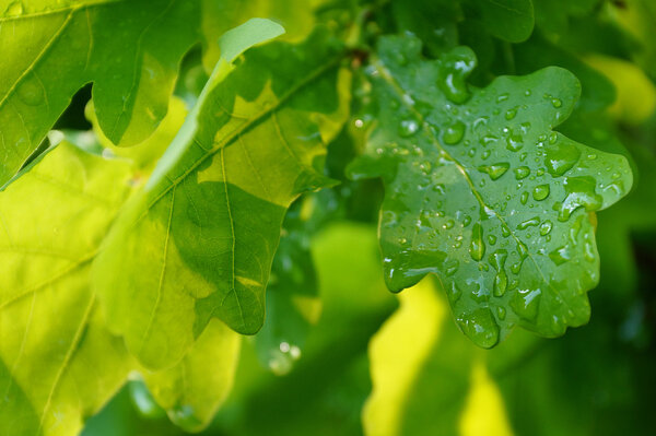 Oak leaves after rain