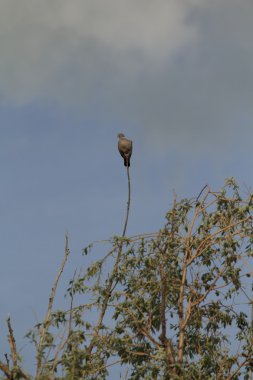 Dünyanın Zirvesinde
