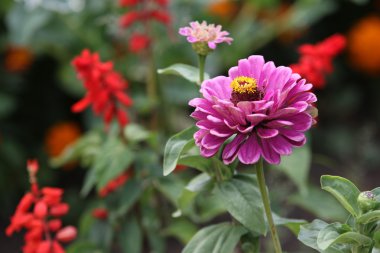 Zinnia elegans