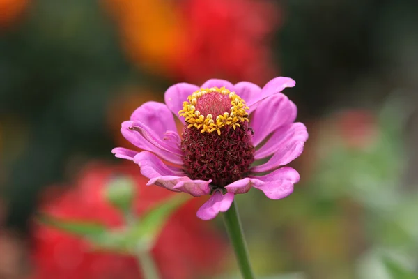 Tek Pembe çiçek — Stok fotoğraf