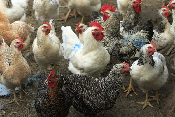 Chickens in the yard