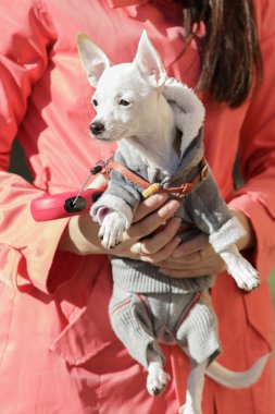 Moda köpek kadının elinde