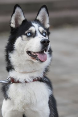 güzel husky portre