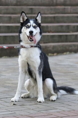 Komik namlu ile Husky oturur