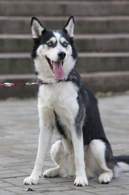 Açık ağız ile komik Husky