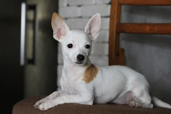 Chihuahua-Porträt in der Küche — Stockfoto