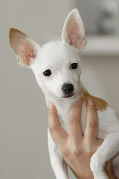 Chihuahua στο χέρι — Φωτογραφία Αρχείου