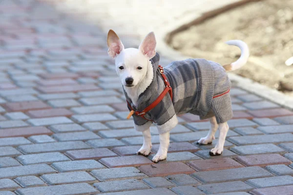 Chihuahua Ubrany na ulicy — Zdjęcie stockowe