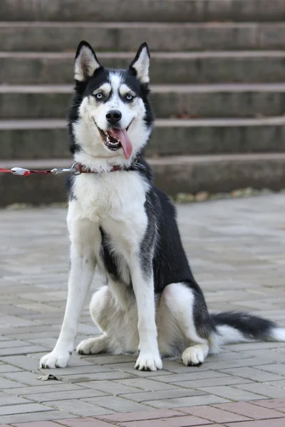 Komik namlu ile Husky oturur