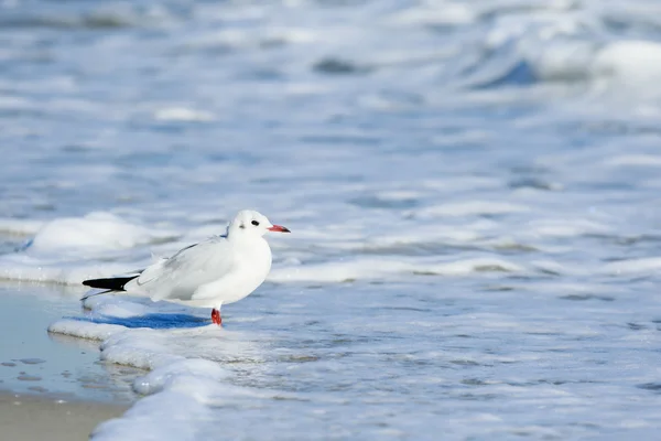 Oiseau dans l'eau — Photo