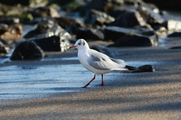 Enda seagull promenader på stranden — Stockfoto