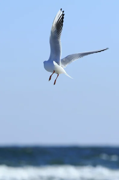 Mouette s'envole — Photo