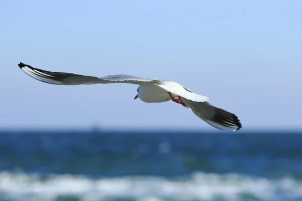 Voo da gaivota acima do mar — Fotografia de Stock