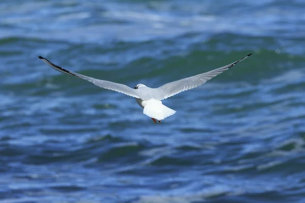 A gaivota voa acima do mar — Fotografia de Stock