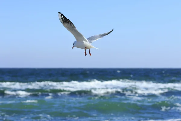 A gaivota voa acima do mar — Fotografia de Stock