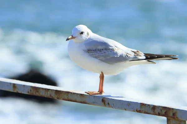 Seagull stannar på räcket — Stockfoto