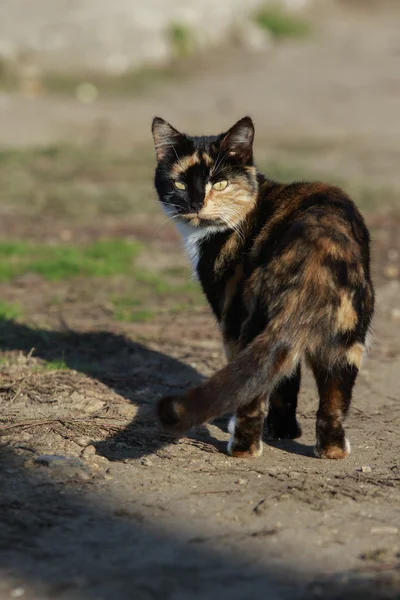 Gato mira hacia atrás — Foto de Stock