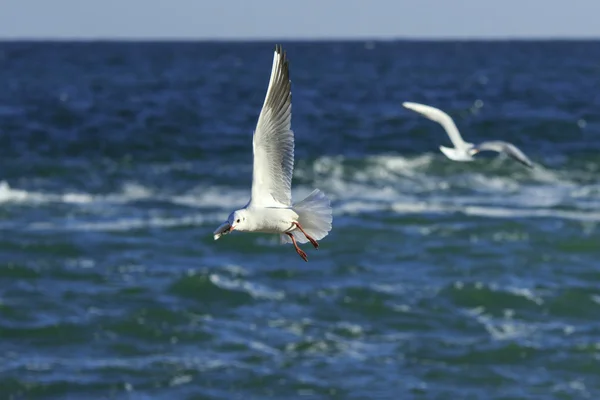 Piruetas de gaivota — Fotografia de Stock