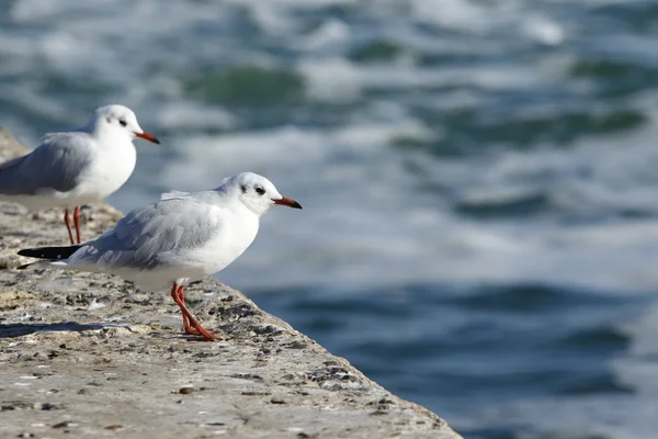 Two Gulls at the edge — Stock Photo, Image