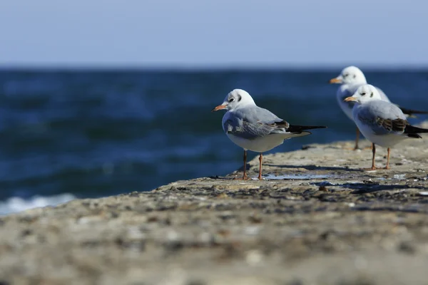 Måsar på piren — Stockfoto