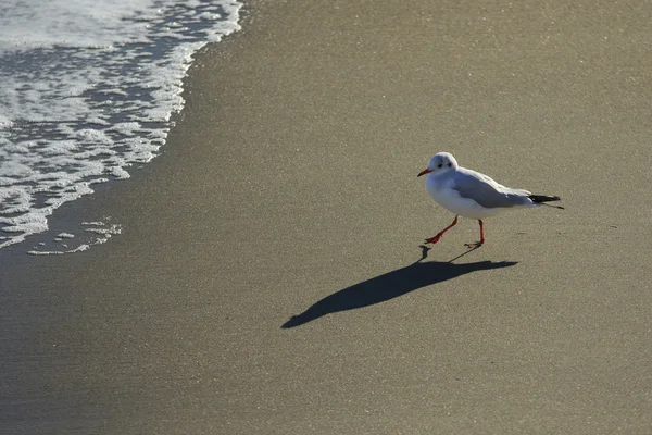 Gaivota caminha ao pôr do sol — Fotografia de Stock