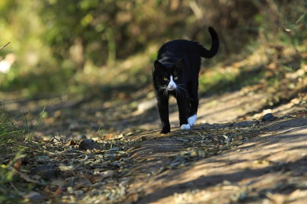Gato negro en posición de lucha — Foto de Stock