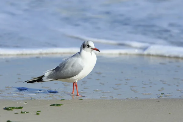 Fiskmås på stranden — Stockfoto