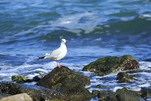 Gaivota no litoral — Fotografia de Stock